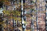 Havešová Primeval Forest (UNESCO)