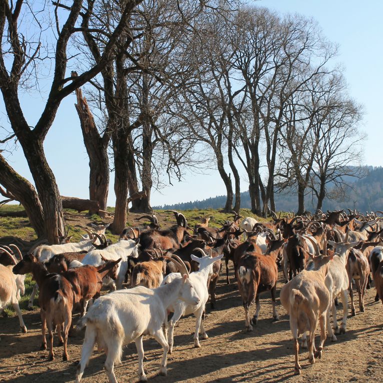 The Bieszczadzka Goat farm