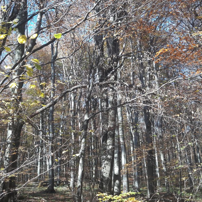 Havešová Primeval Forest (UNESCO)