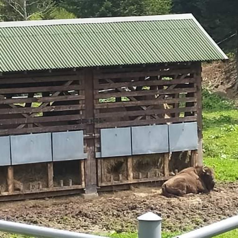Bison demonstration farm in Muczne