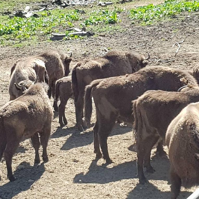 Bison demonstration farm in Muczne
